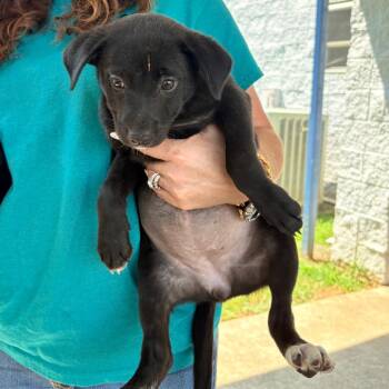 Kiwi -  Mixed Breed Dog for Adoption in Brentwood, Missouri - Kiwi | PetCurious