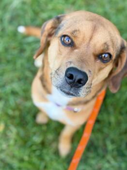 Pollyanna -  Beagle Dog for Adoption in Madison Heights, Michigan - Pollyanna | PetCurious