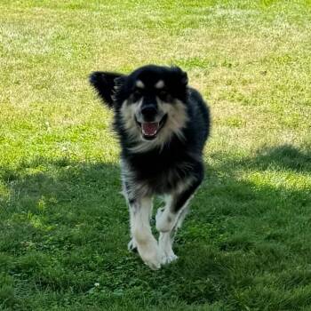 Ripley -  Alaskan Malamute and Shepherd Dog for Adoption in Milford, Iowa - Ripley | PetCurious