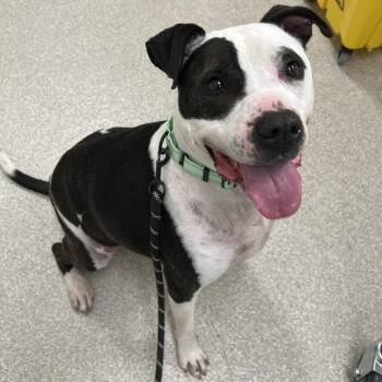 Pit Bull Terrier Dogs Available for Adoption - Petey | PetCurious