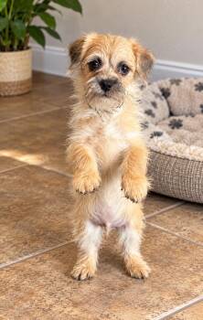 Biscuit -  Border Terrier and Brussels Griffon Dog for Adoption in Phoenix, Arizona - Biscuit | PetCurious