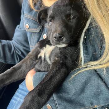 Mixed Breed Dogs Available for Adoption - Clementine | PetCurious