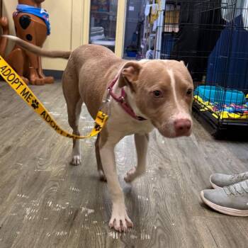 Sarah Beth -  Mixed Breed Dog for Adoption in Summerville, South Carolina - Sarah Beth | PetCurious