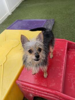 Yorkshire Terrier Dogs Available for Adoption in Baton Rouge, Louisiana - Baby | PetCurious