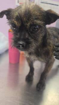 Boy -  Chihuahua and Mixed Breed Dog for Adoption in El Paso, Texas - Boy | PetCurious