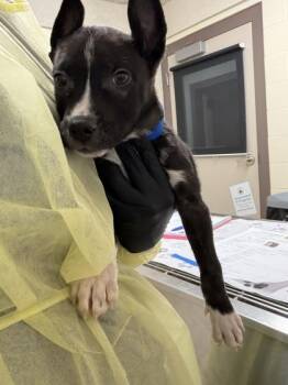 Phillip -  Mixed Breed Dog for Adoption in Westland, Michigan - Phillip | PetCurious