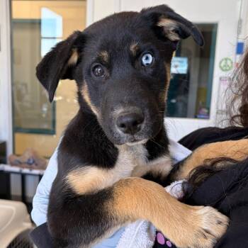 Shepherd and Mixed Breed Dogs Available for Adoption in Nashville, Tennessee - Hot Wheels | PetCurious