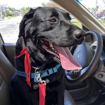 Black Labrador Retriever Dogs Available for Adoption in Fort Wayne, Indiana - Mack | PetCurious