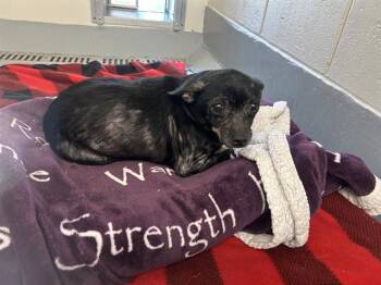 A390180 -  Chihuahua Dog for Adoption in Ocala, Florida - A390180 | PetCurious