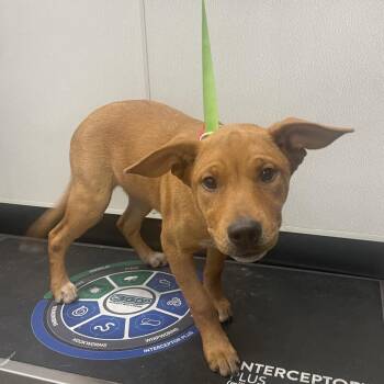 Rosie -  Australian Cattle Dog Blue Heeler and Mixed Breed Dog for Adoption in Tampa, Florida - Rosie | PetCurious