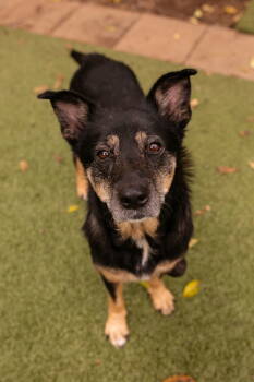 Rescue Australian Kelpie and German Shepherd Dog Dogs for Adoption in Nashville, Tennessee - Agnes {COMING SOON} | PetCurious
