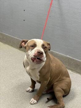 Rescue Pit Bull Terrier Dogs for Adoption in Las Vegas, Nevada - WAFFLES | PetCurious