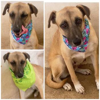 Rescue Greyhound Dogs for Adoption in Carolina, Carolina - Ophelia - A Deserving Momma | PetCurious