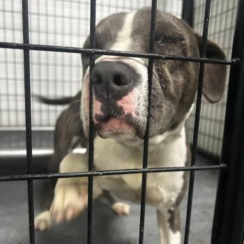 Dos -  Terrier Dog for Adoption in St. Louis, Missouri - Dos | PetCurious