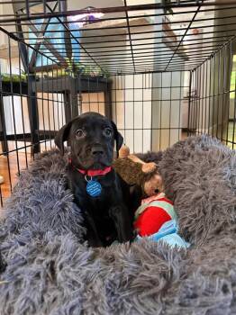 Labrador Retriever and Pit Bull Terrier Dogs Available for Adoption in Leverett, Massachusetts - Oliver (FOSTERED LOCALLY) | PetCurious
