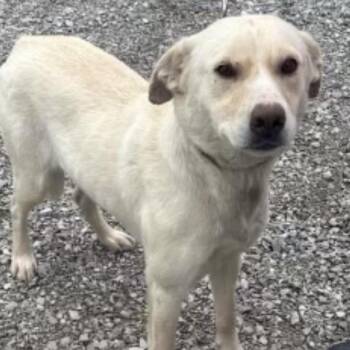 Daisy Mae #7024 -  Labrador Retriever Dog for Adoption in Louisville, Kentucky - Daisy Mae #7024 | PetCurious