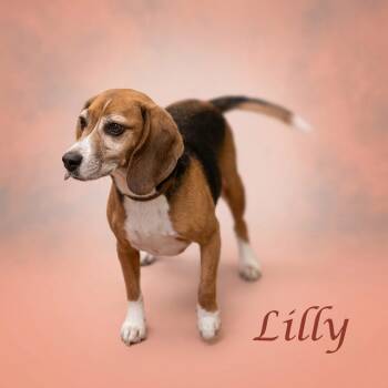 Lilly D26-156 -  Beagle Dog for Adoption in Lebanon, Tennessee - Lilly D26-156 | PetCurious