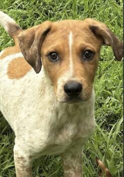 Naples -  Australian Shepherd and Labrador Retriever Dog for Adoption in Watertown, Connecticut - Naples | PetCurious