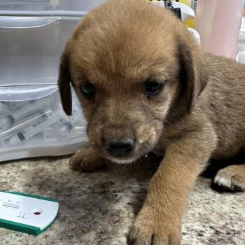 Jedda -  Mixed Breed and Australian Shepherd Dog for Adoption in Corinth, Mississippi - Jedda | PetCurious