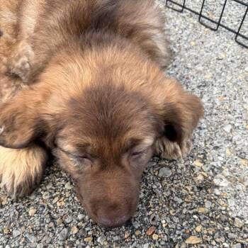 Chocolate Labrador Retriever and German Shepherd Dog Dogs Available for Adoption - Benny | PetCurious
