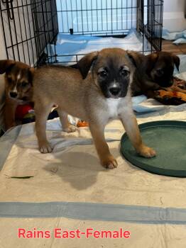 Rains East (Trinity) -  Australian Shepherd Dog for Adoption in Dalworthington Gardens, Texas - Rains East (Trinity) | PetCurious
