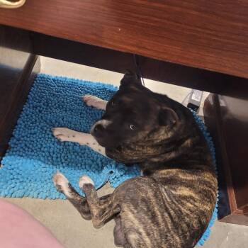 Terrier Dogs Available for Adoption - Tigger | PetCurious