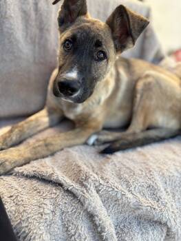 Rescue Shepherd and Mixed Breed Dogs for Adoption in Los Angeles, California - Augustus | PetCurious
