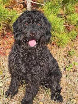 Anderson James -  Labrador Retriever and Standard Poodle Dog for Adoption in Gwinn, Michigan - Anderson James | PetCurious