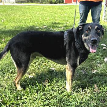 Beau (Ricki Bobbi) -  Mixed Breed Dog for Adoption in Warrensburg, Missouri - Beau (Ricki Bobbi) | PetCurious