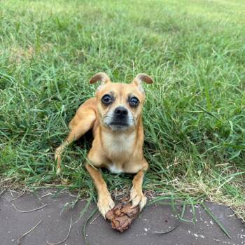 Tulip -  Chihuahua and Rat Terrier Dog for Adoption in Aledo, Texas - Tulip | PetCurious