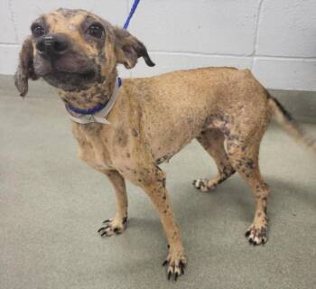 Chihuahua and Mixed Breed Dogs Available for Adoption in Houston, Texas - LITTLE STAR | PetCurious