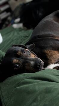 Coonhound Dogs Available for Adoption in Ladonia, Texas - Duke | PetCurious