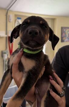 Koda - lime green -  American Bulldog Dog for Adoption in Lakeland, Florida - Koda - Lime Green | PetCurious