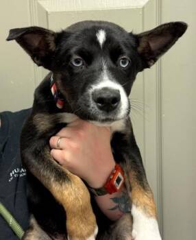 Siberian Husky and Australian Cattle Dog Blue Heeler Dogs Available for Adoption in Littleton, Colorado - Cooper | PetCurious