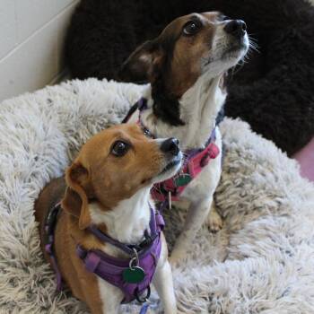 Beagle Dogs Available for Adoption - Callie | PetCurious