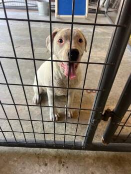 Labrador Retriever Dogs Available for Adoption in Rocky Mount, North Carolina - Aerial32875 | PetCurious