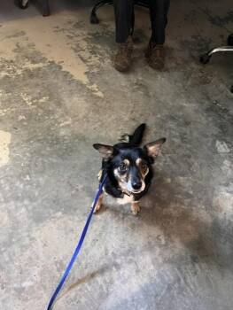 SADDIE -  Chihuahua and Mixed Breed Dog for Adoption in Tallahassee, Florida - SADDIE | PetCurious