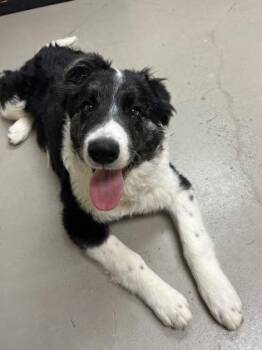 Mixed Breed Dogs Available for Adoption - Po | PetCurious