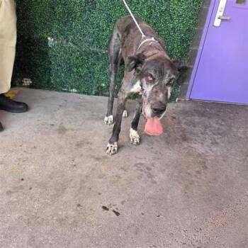 Marshall -  Great Dane and Mixed Breed Dog for Adoption in El Paso, Texas - Marshall | PetCurious