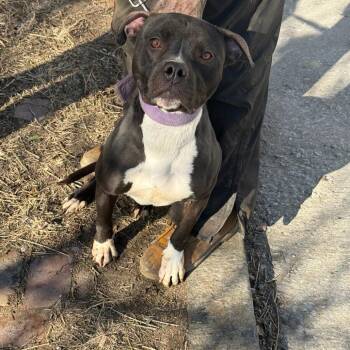 Terrier Dogs Available for Adoption - Laguna | PetCurious