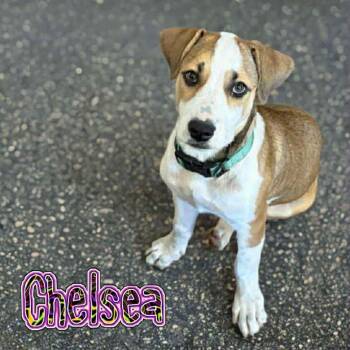 Rescue Basset Hound and Mixed Breed Dogs for Adoption in Phoenix, Arizona - Chelsea | PetCurious