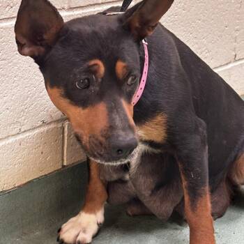 Mixed Breed Dogs Available for Adoption - Alpha | PetCurious