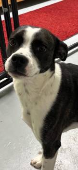 Boston Terrier and Hound Dogs Available for Adoption - JOSIE | PetCurious