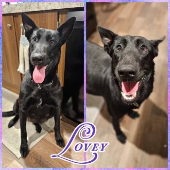 Belgian Shepherd Malinois and German Shepherd Dog Dogs Available for Adoption - Lovey | PetCurious