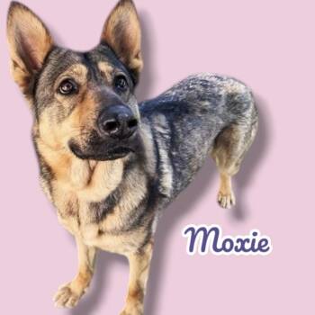 German Shepherd Dog Dogs Available for Adoption in Scottsdale, Arizona - Moxie | PetCurious