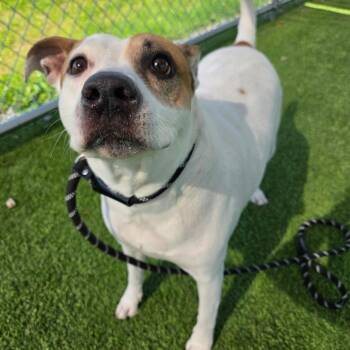Mixed Breed Dogs Available for Adoption in Binghamton, New York - Runa | PetCurious