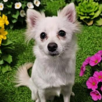 Chihuahua Dogs Available for Adoption - ESTHER | PetCurious