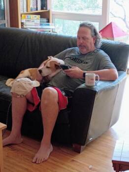 Patches -  Pit Bull Terrier and Terrier Dog for Adoption in Millcreek, Utah - Patches | PetCurious