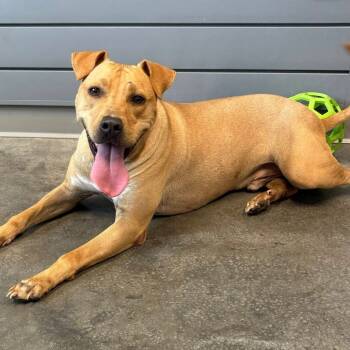 Rescue Labrador Retriever Dogs for Adoption in Fairfax Station, Virginia - Kevin | PetCurious