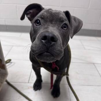 Shakira -  Mixed Breed Dog for Adoption in Lufkin, Texas - Shakira | PetCurious